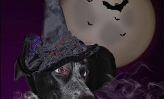 Halloween - unser Hexenhund